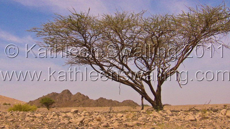 Desert Acacia